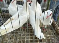 Grajewo ogłoszenia: Na sprzedaż mam 22 sztuki gołębi rasy Tranzel, czyli 11... - zdjęcie