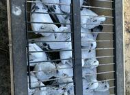 Grajewo ogłoszenia: Na sprzedaż mam 22 sztuki gołębi rasy Tranzel, czyli 11... - zdjęcie